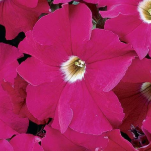 Petunia Dream Neon Rose
