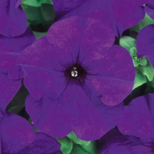 Petunia Dream Midnight