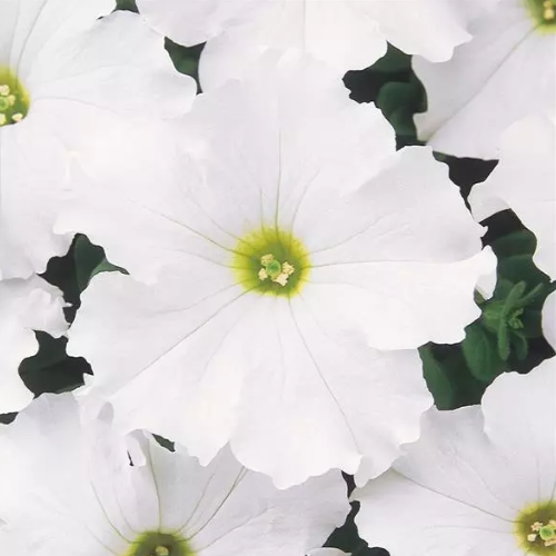 Petunia Dream White