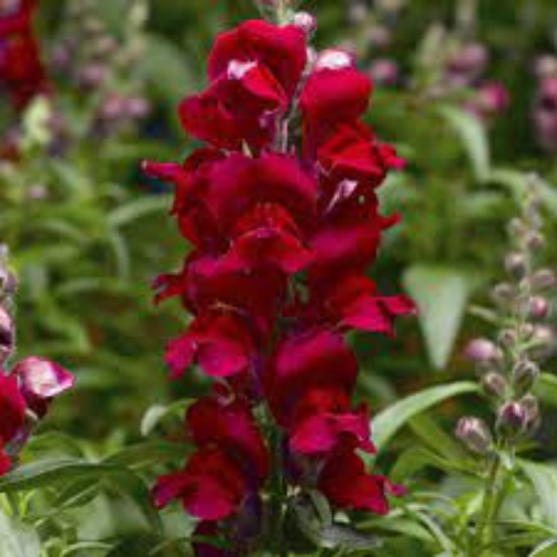 Snapdragon Snaptastic Red