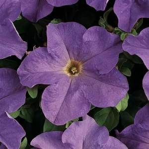 Petunia dreams sky blue