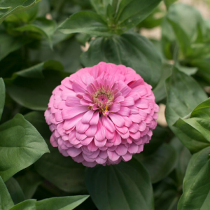 Benary's giant bright pink