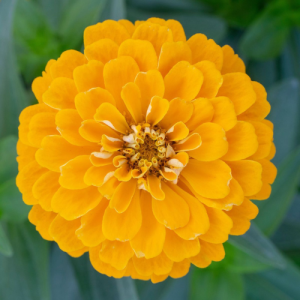 Benary giant golden yellow