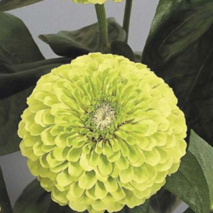 Benary giant Lime