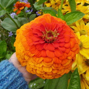 Benary giant Orange