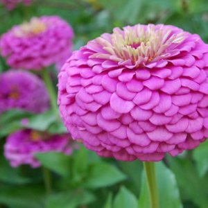 Benary giant Purple