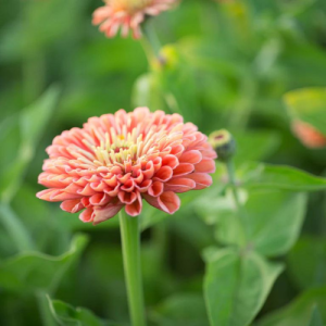 Benary giant Salmon Rose