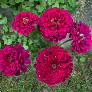 Zinnia Genary Giant Wine