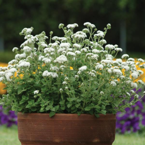 Ageratum high tide white