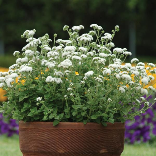 Ageratum Planting & Growing Instructions