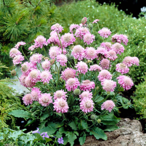 Scabiosa Pink Diamonds