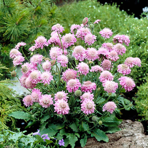 Scabiosa Planting & Growing Instructions