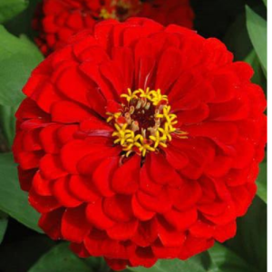 Benary giant Scarlet