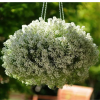 Alyssum Crystal Clear White