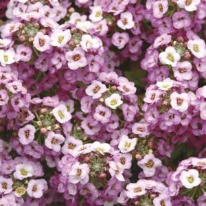 Alyssum Clear Crystal Lavender Shades