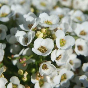 Alyssum Easter Bonnet White