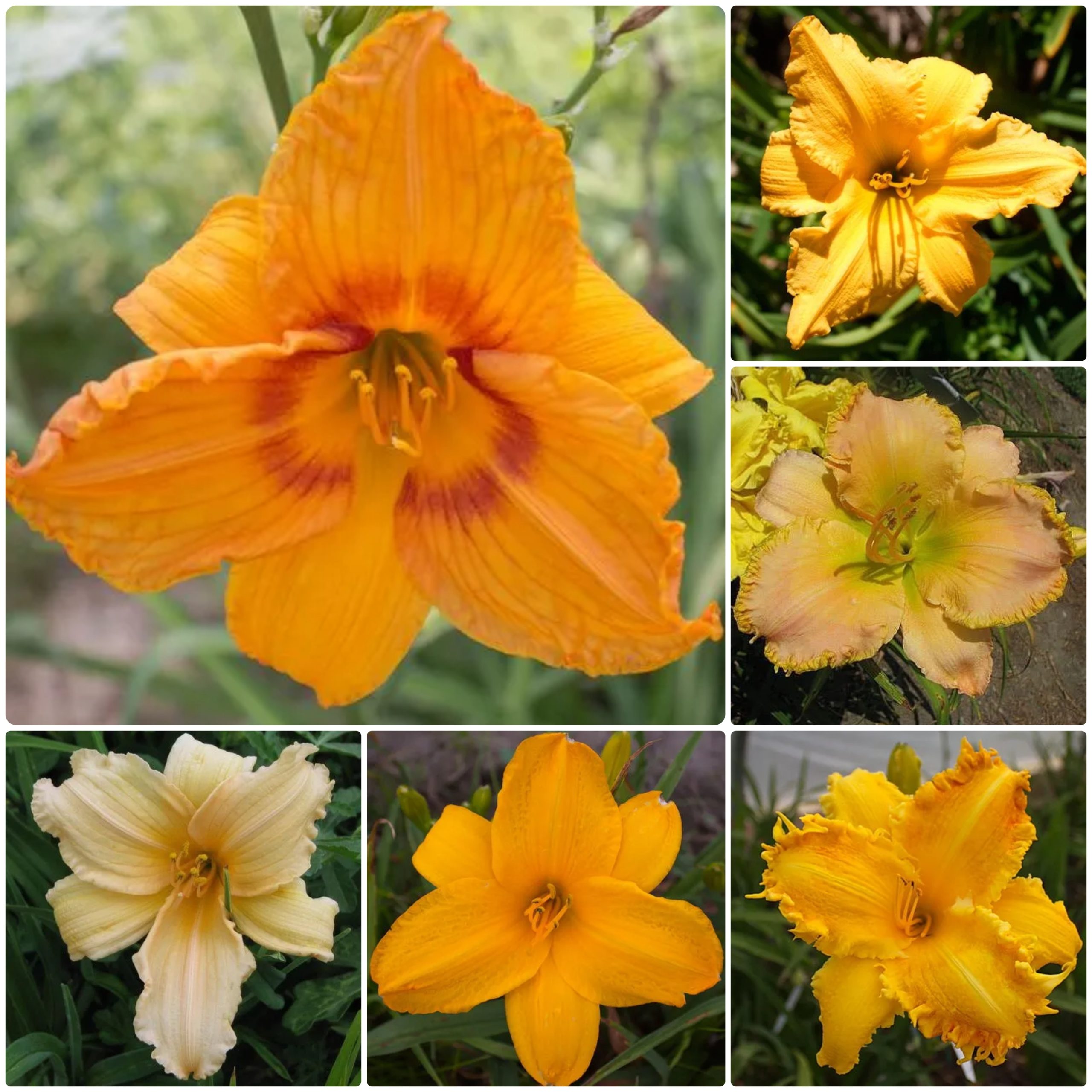 Apricot Aura Daylily Collection