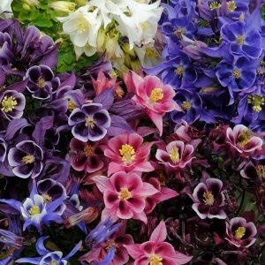 Aquilegia Winky Single Mix