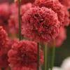 Armeria Ballerina Red