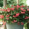 Begonia Dragon Wing Pink