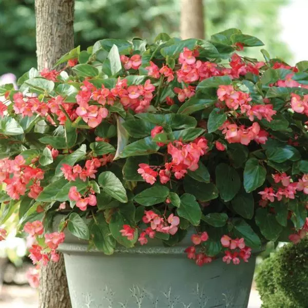 Begonia Planting & Growing Instructions