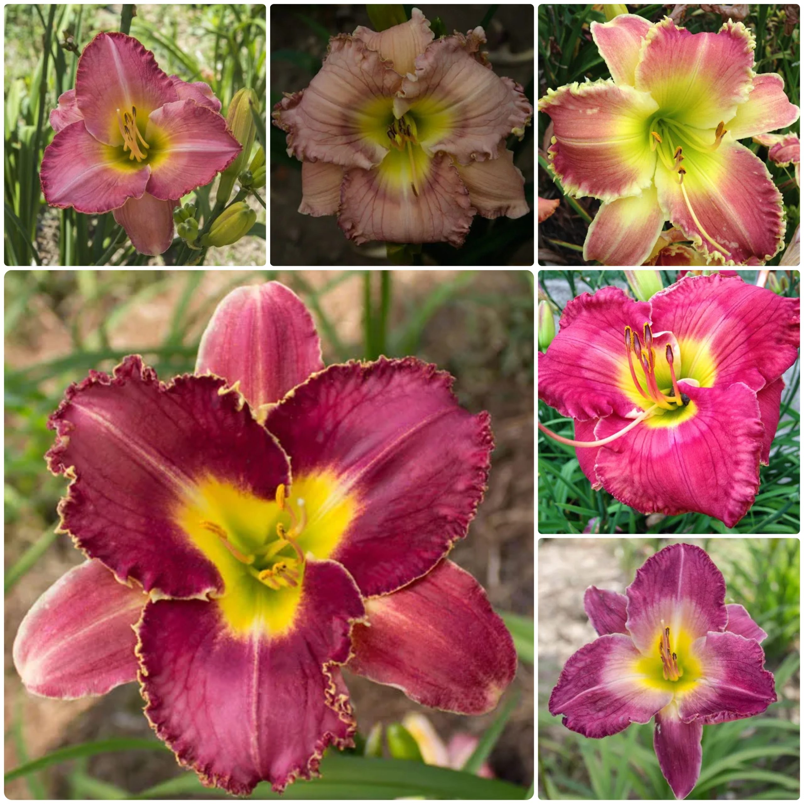 Blushing Beauties Daylily Collection
