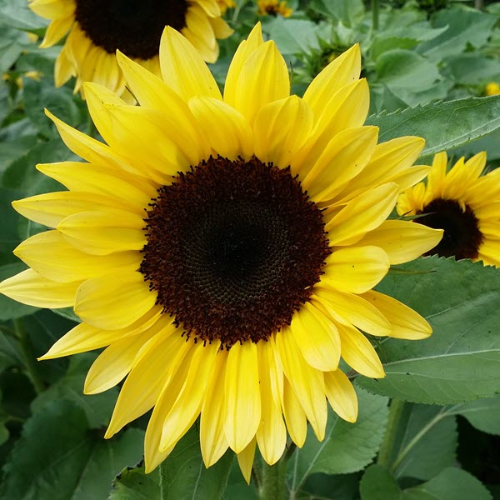 Sunflower Pro Cut Brilliance