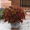 Coleus Premium Sun Ruby Heart