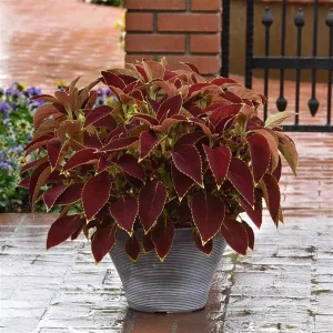 Coleus Premium Sun Ruby Heart