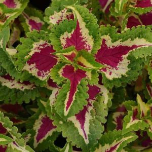 Coleus Wizard Rose