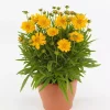 Coreopsis Double the Sun