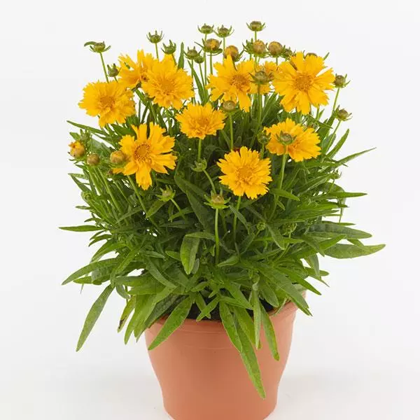 Coreopsis Planting & Growing Instructions