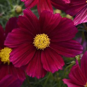 Cosmos Sonata Purple Shades