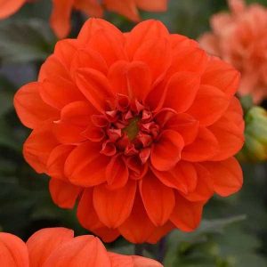 Dahlia Figaro Orange Shades