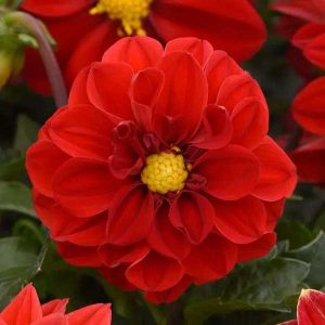 Dahlia Figaro Red Shades