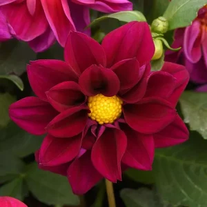 Dahlia Figaro Violet Shades