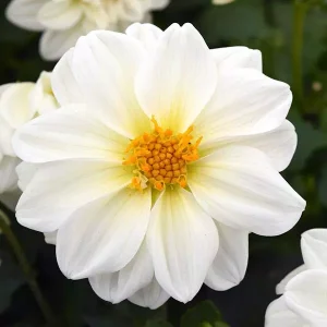 Dahlia Figaro White