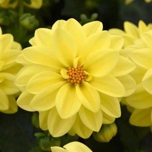 Dahlia Figaro Yellow Shades