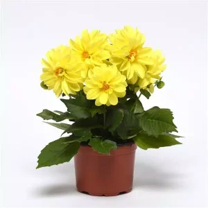 Dahlia Figaro Yellow Shades