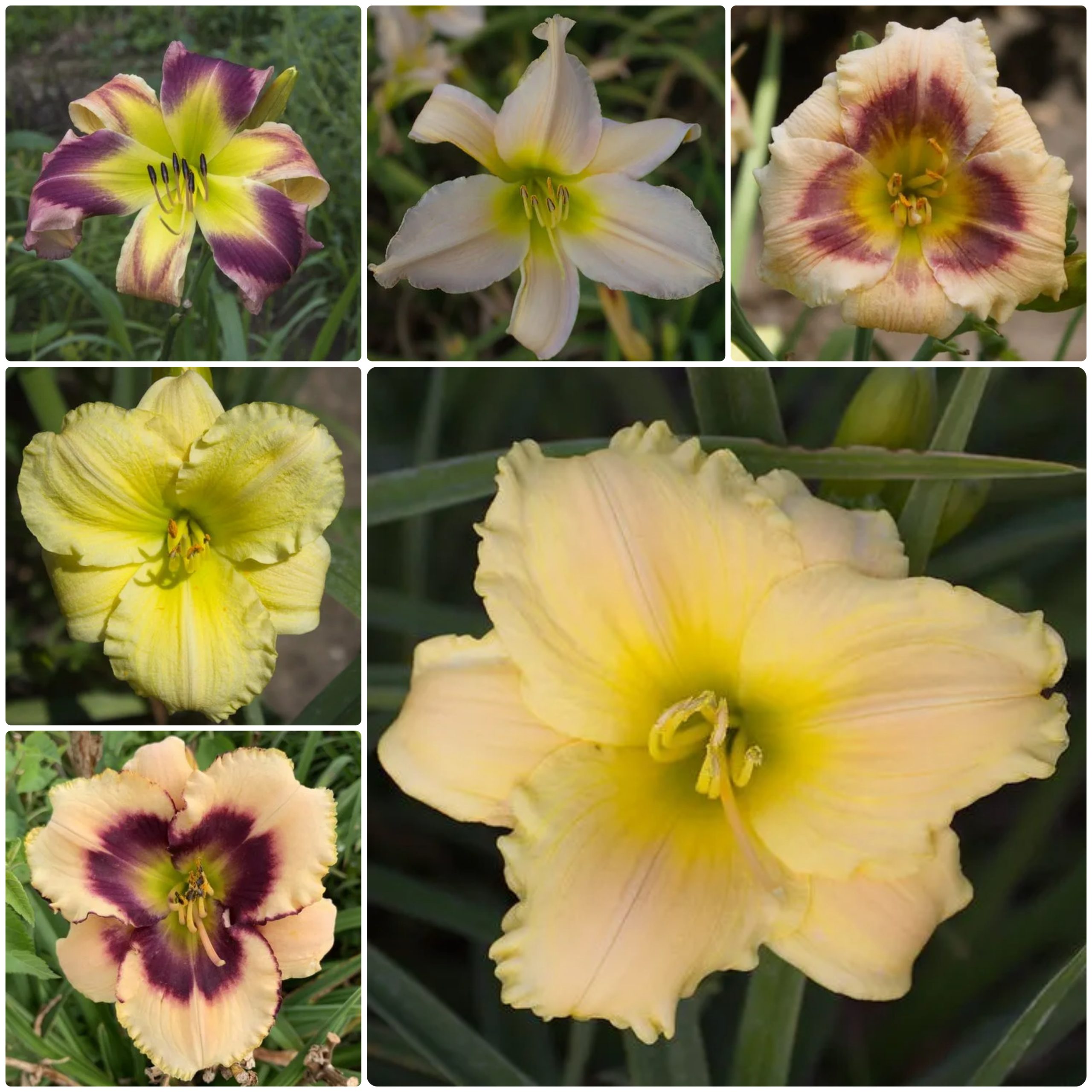 Edens Escape Daylily Collection