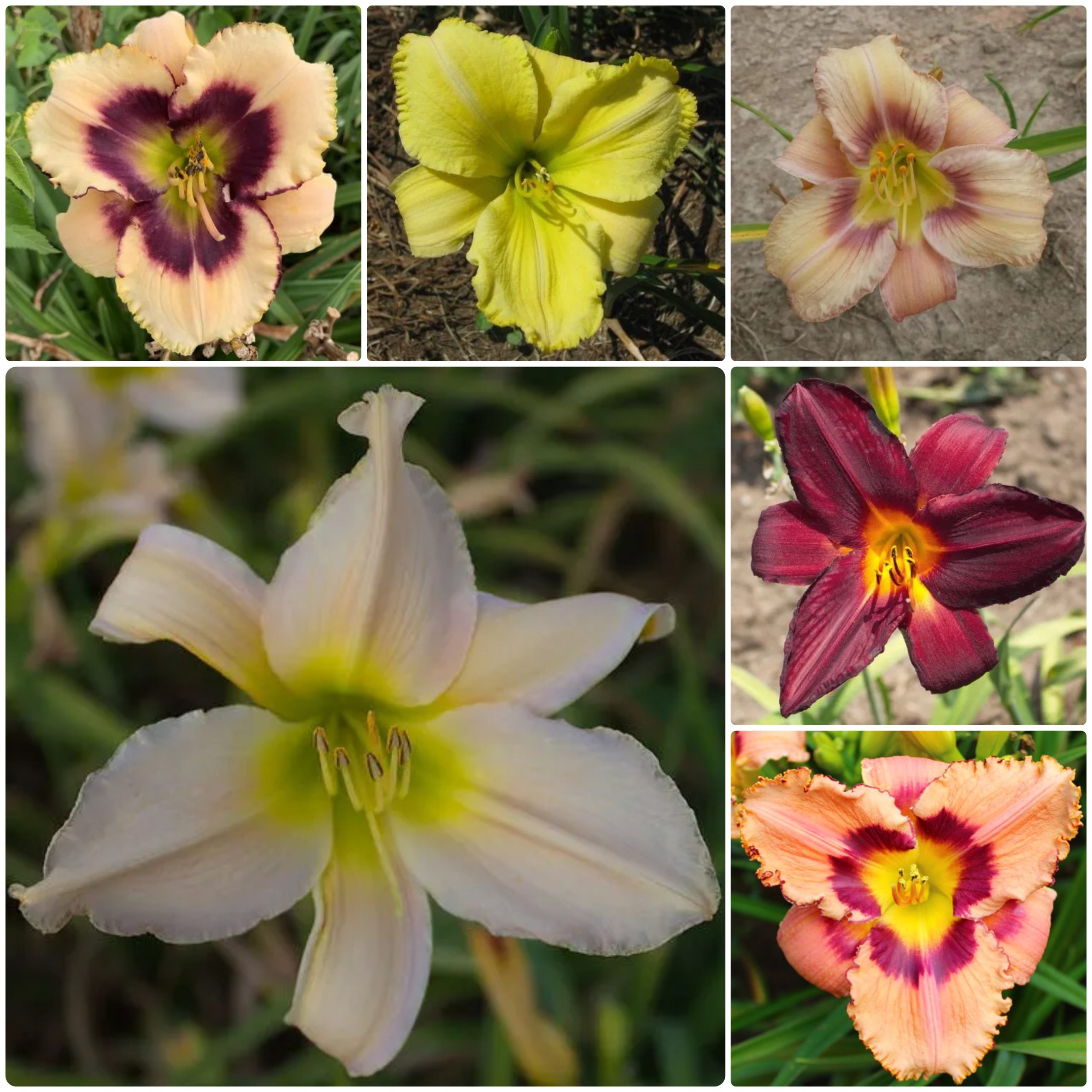 Enchanted Forest Daylily Collection