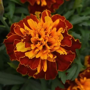 French Marigold Bonanza Harmony