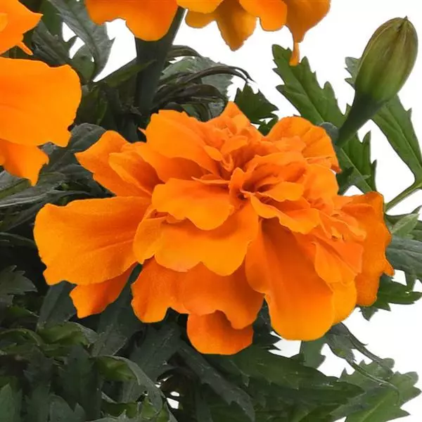 French Marigold Durango Orange