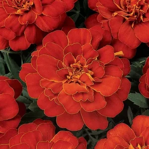 French Marigold Durango Red