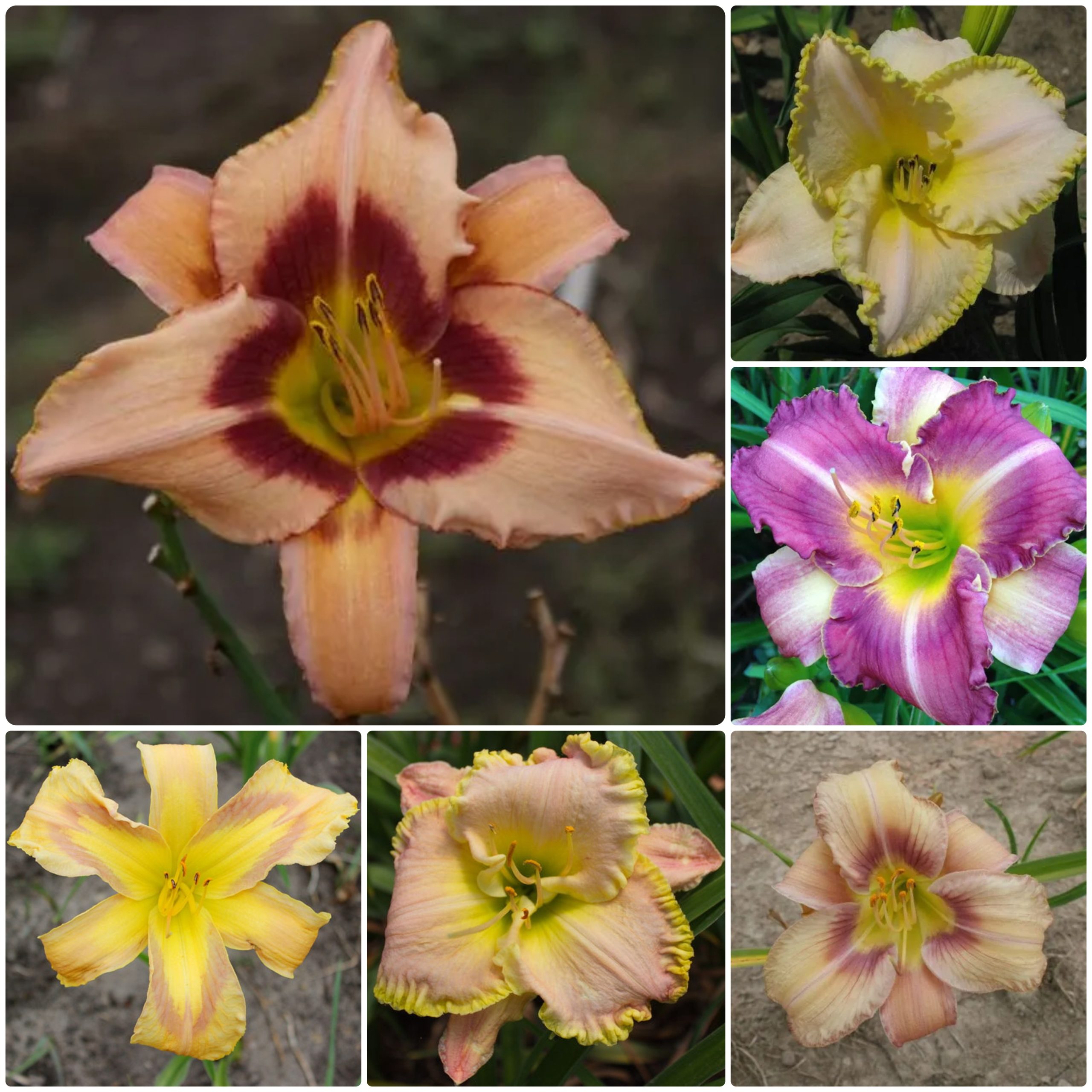 Harmony Hills Daylily Collection