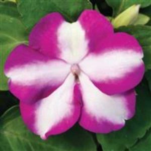 Impatiens Accent Premium Violet Star