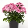 Interspecific Dianthus Jolt Pink Magic_Main