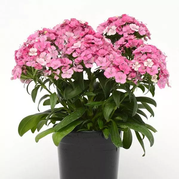 Dianthus Planting & Growing Instructions