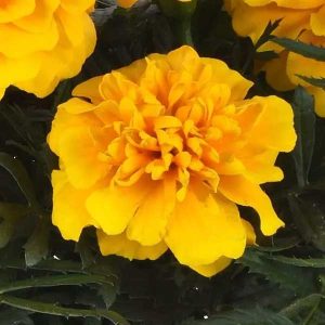 Marigold Bonanza Gold