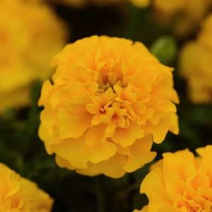 Marigold Hot Pak Gold